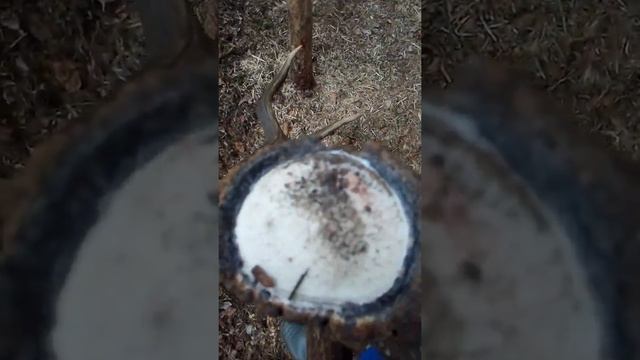 рога оленя, поиск рогов оленя, zrzuty jeleni, Poroże jelenia смотреть онлайн