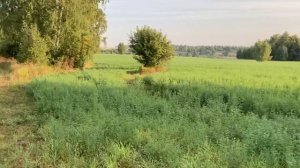 Люцерна против клевера - третий укос