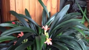 КЛИВИЯ.  НУЖНО ЛИ СРЕЗАТЬ ЦВЕТОНОС ПОСЛЕ ОПАДАНИЯ ЦВЕТОВ!?