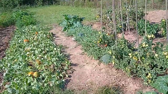 Арбузы и дыни в Калужской области.... смотреть онлайн