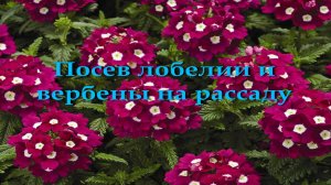 Посев лобелии и вербены на рассаду