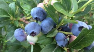 ГОЛУБИКА! Сорт ЧАНДЛЕР( CHANDLER) это БОМБА!!!