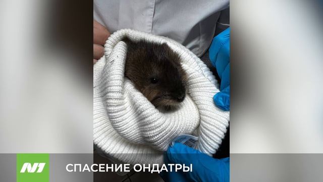 СПАСЕНИЕ ОНДАТРЫ смотреть онлайн