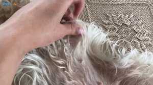 КОЛТУНЫ У СОБАК: лёгкий и быстрый способ вычёсывания (ЛАЙФХАК!)