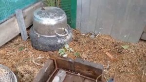 норка в курятнике