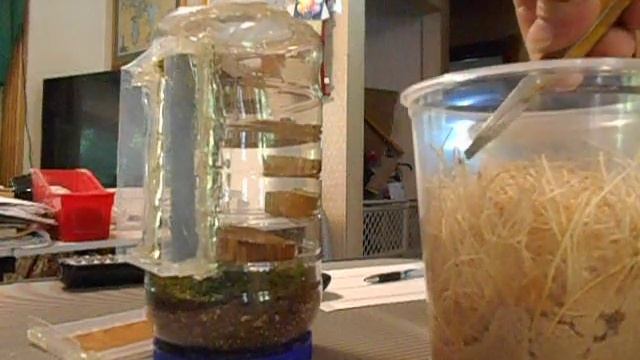 Fruit Fly update and adding them to Jumping Spiders home смотреть онлайн