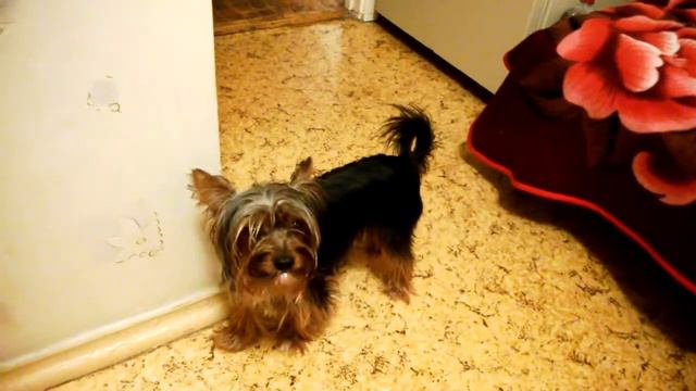 Собака есть плавленный сыр смотреть онлайн