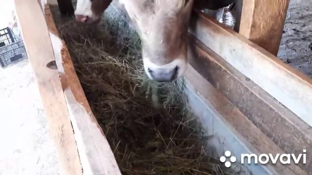 BUQALAR BOQISH UCHUN UY SHAROITIDA TAXTADAN MINI FERMA. 90 428 53 88.mp4