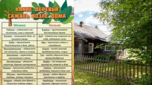 Какие деревья можно сажать возле дома а какие нет.