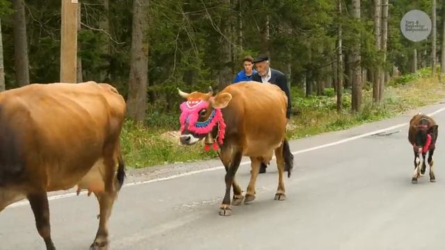 Kadırga'dan Göç - 50 Yıllık Yayla Aşkı | Belgesel смотреть онлайн