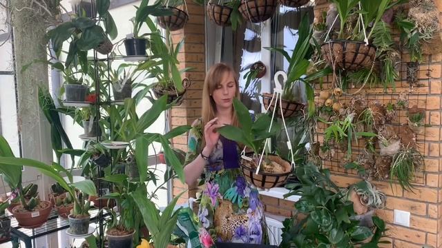 Орхидея Acineta. Уход и содержание Асинета смотреть онлайн