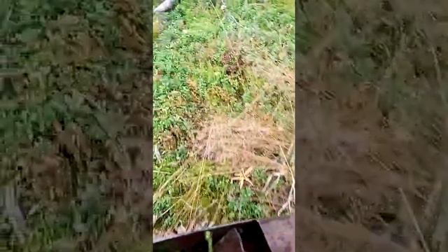 Как собирать бруснику комбайном грабилкой