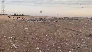 Охота на голубей. За раз Больше чем 30 голубей