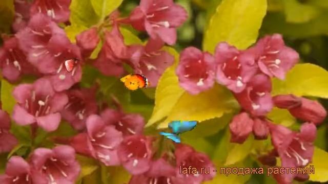 Вейгела цветущая Джинс Голд (weigela florida) ? обзор: как сажать, саженцы вейгелы Джинс Голд смотреть онлайн