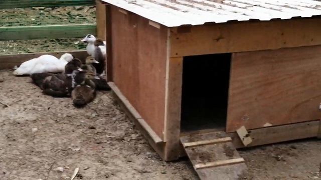 Летние выгулы для мускусных уток смотреть онлайн