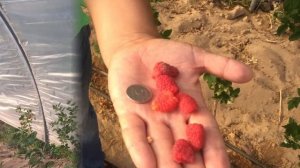 Как выращивать малину? Первый урожай малины в теплице (ч.1)