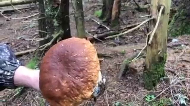 10 липня 2018 р. смотреть онлайн