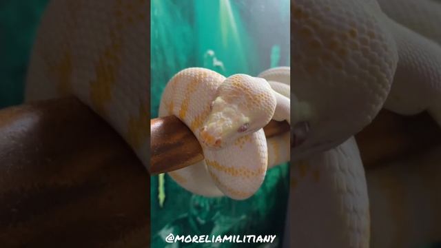 Albino Darwin Carpet Python. Like/Subscribe and hit that notification bell @MoreliaMilitiaNY смотреть онлайн