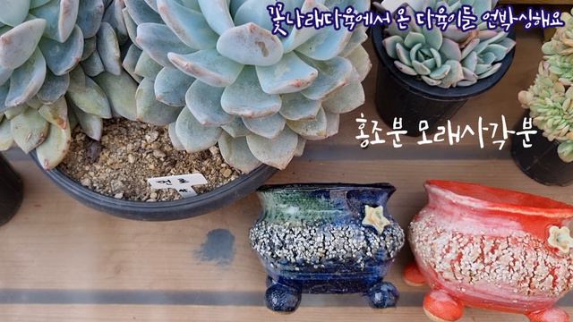 다부댁 로망 다육이 먼로 대품 쌍두와 홍조기와분, 선물 받은 토스카넬리~꽃나래다육 언박싱: 꽃나래다육 010.2818.1441 смотреть онлайн