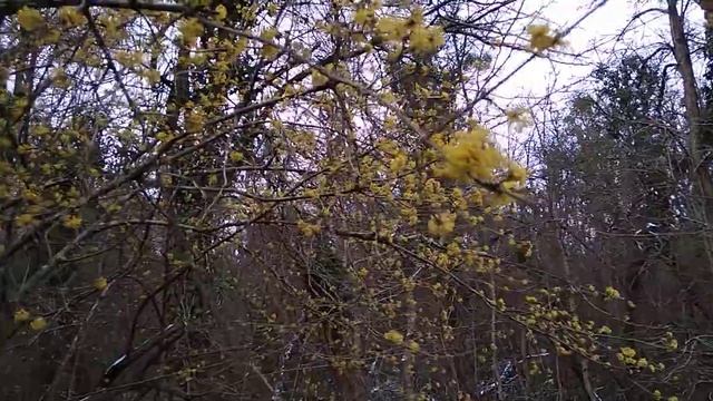 Цветение кизила смотреть онлайн