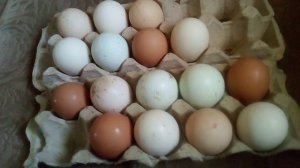 Как добиться хороших и крупных яиц у кур?