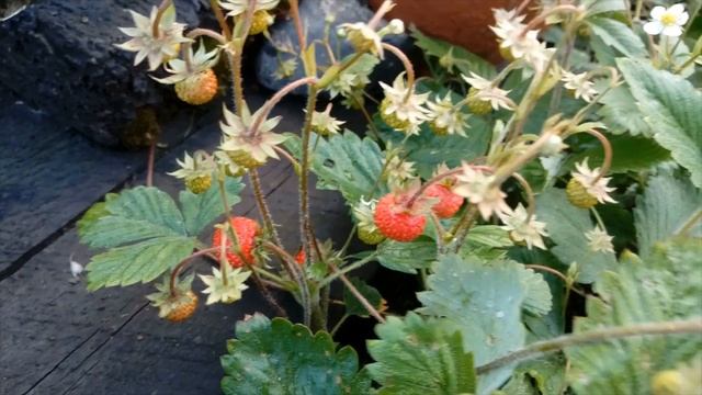 Многолетники - новинки для Урала! Смолка, мультифлора, можжевельник, чабрец. Мои новиночки! смотреть онлайн