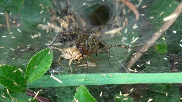 Agelena labyrinthica - The Labyrinth spider