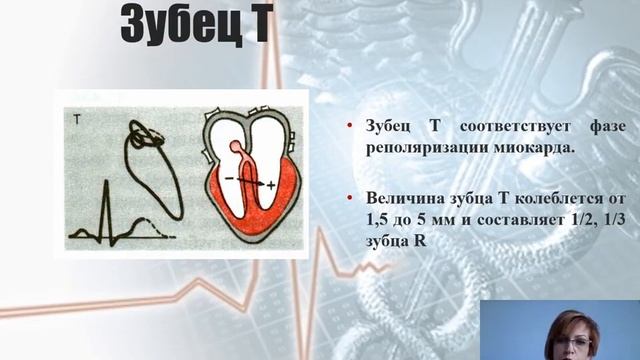 ЭКГ норма. Максимцева Е.А. смотреть онлайн