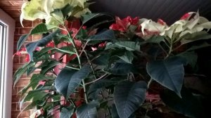 ЦВЕТОЧНЫЕ ИСТОРИИ.