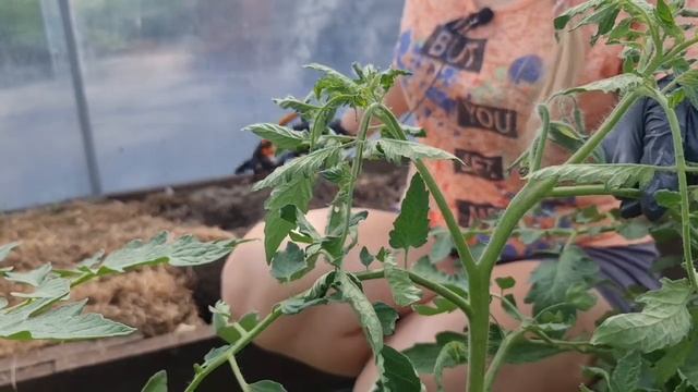 Как обрезать пасынки и подвязать томаты? Инструкция для новичков! смотреть онлайн