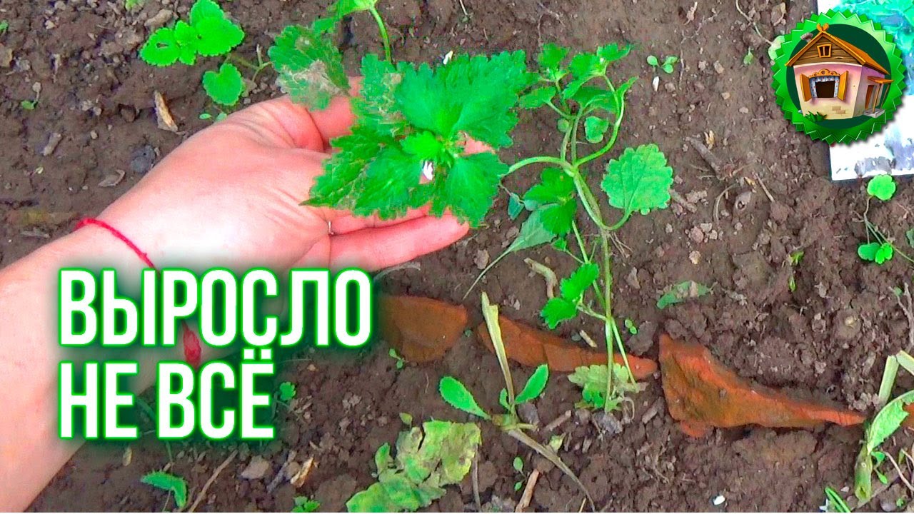 Что же выросло в сорняках? Круглая Грядка с Пряными Травами. 84 серия смотреть онлайн