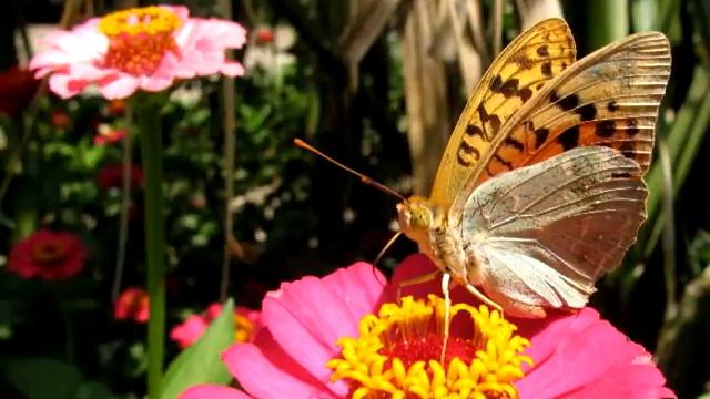 Над Уч Кошем смотреть онлайн