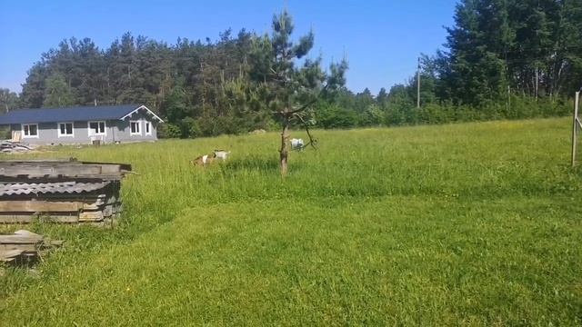 Козы. Зелёные яйца. Пруд. Огород. смотреть онлайн