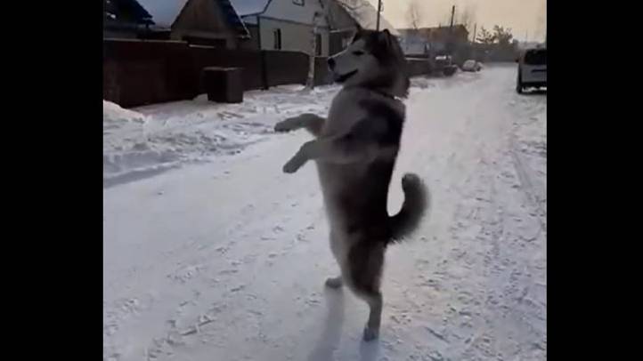 Взято в тиктоке, переозвучено мной.