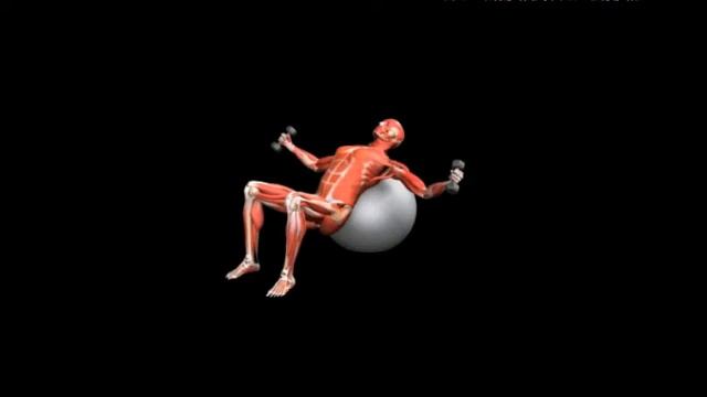 Разведение рук с гантелями на фитболе лежа под наклоном Stability Ball Fly Dumbbell Incline смотреть онлайн
