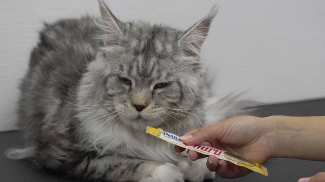 Welcome to the Snarler Parlour | Maine Coon Cat смотреть онлайн