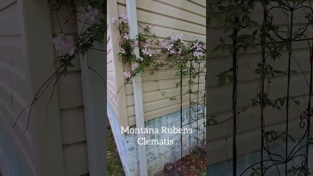 Pink Clematis / Montana Rubens смотреть онлайн