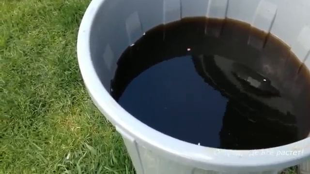 Смородина. Главная подкормка в период цветения.mp4 смотреть онлайн