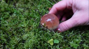 Грибная разведка 30 сентября 2022. Всеволожский район.