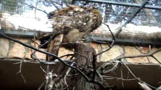 Зоопарк Совы смотреть онлайн