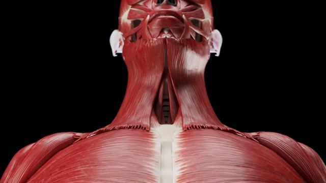 Medically accurate muscular system 3d model смотреть онлайн