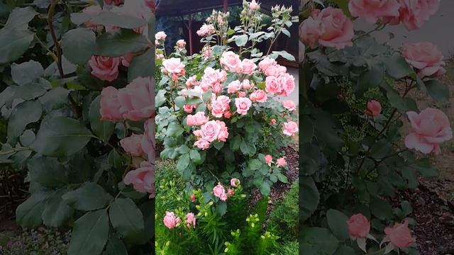 Институт Люмьер #розывсаду #сортароз #цветениероз #розы #розовыерозы #розымассад #институтлюмьер