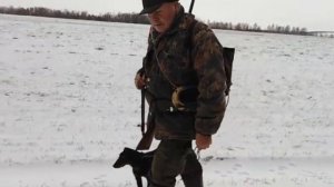 Охота на зайца и лису с гончими и норными собаками.