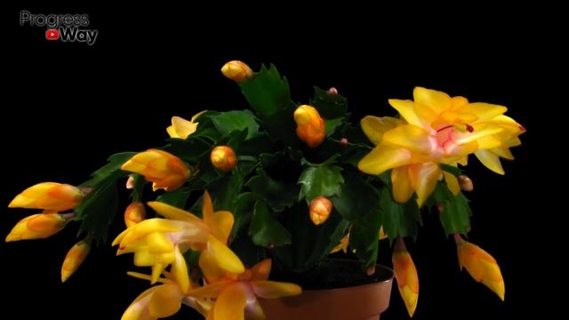 Бабушкин Рецепт Цветения Декабриста! ДЕКАБРИСТ Зацветёт 100% ДЕЛЮСЬ СЕКРЕТАМИ! смотреть онлайн