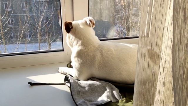 Vlog из Сибири: Все ещё дома, но уже практически огурчик? смотреть онлайн