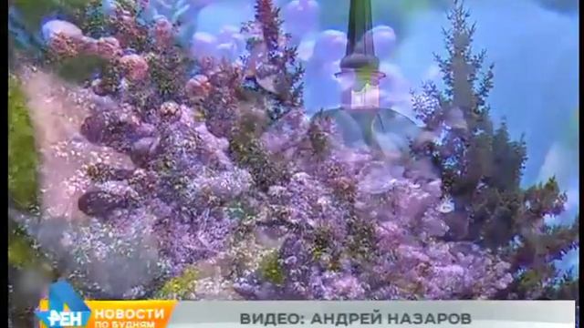 Ароматное настроение мая, или Несколько интересных фактов о сирени смотреть онлайн