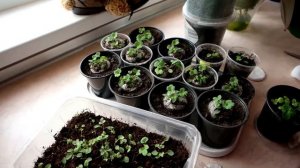 ? ВЫРАЩИВАНИЕ КЛЕМАТИСА ИЗ СЕМЯН – клематис из семян в домашних условиях от  канала Клематис TV