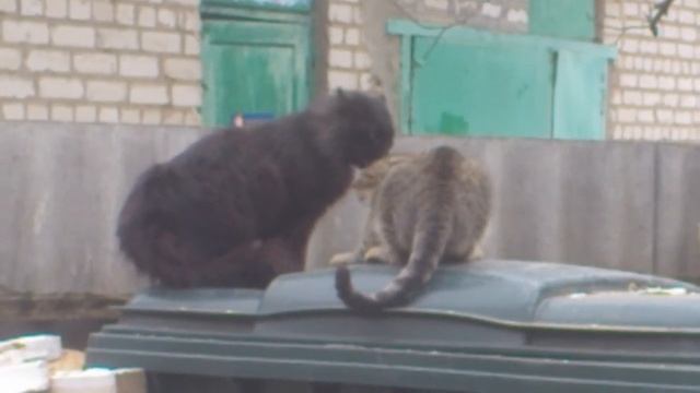 Мартовские коты разговаривают видео 2022 смотреть онлайн
