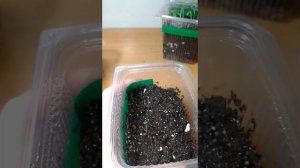 Всходы Родохитона на 12 день.