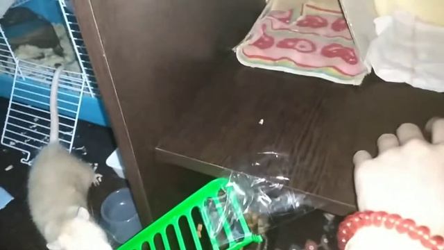 Делаю полочку для крысы ? смотреть онлайн
